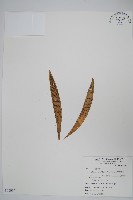 藏品(蘭嶼車前蕨)的圖片