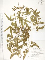 藏品(海金沙)的圖片