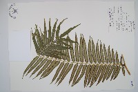 藏品(蘭嶼觀音座蓮)的圖片