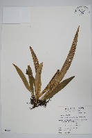 藏品(蘭嶼車前蕨)的圖片