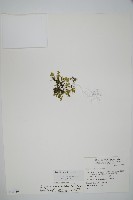 藏品(厚邊蕨)的圖片