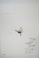 藏品(厚邊蕨)的圖片