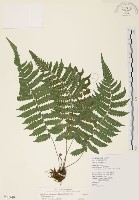 藏品(密毛毛蕨)的圖片