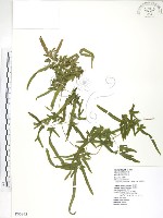 藏品(海金沙)的圖片