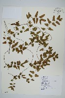 藏品(小葉海金沙)的圖片