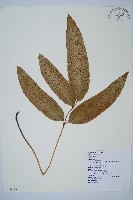 藏品(細柄雙蓋蕨)的圖片