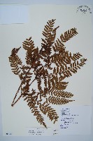 藏品(臺灣鱗毛蕨)的圖片