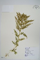 藏品(全緣卷柏)的圖片