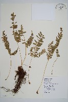 藏品(韓氏耳蕨)的圖片