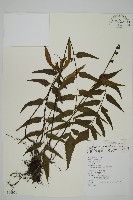 藏品(鐮葉鐵角蕨)的圖片