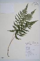 藏品(東洋蹄蓋蕨)的圖片
