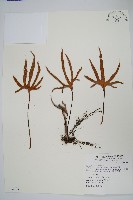 藏品(槭葉石葦)的圖片