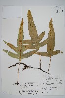 藏品(海岸星蕨)的圖片