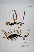 藏品(抱樹石葦)的圖片