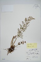 藏品(水蕨)的圖片