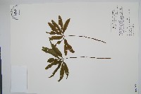 藏品(錫蘭七指蕨)的圖片