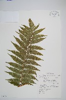 藏品(蘭嶼筆筒樹、蘭嶼桫欏)的圖片