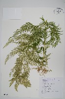 藏品(全緣卷柏)的圖片