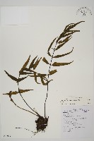 藏品(鐮葉鐵角蕨)的圖片