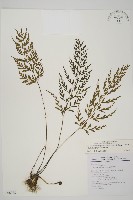 藏品(大黑柄鐵角蕨、黃鱗鐵角蕨、大羽鐵角蕨)的圖片