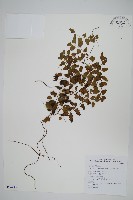 藏品(小葉海金沙)的圖片