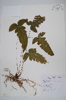 藏品(威氏聖蕨)的圖片