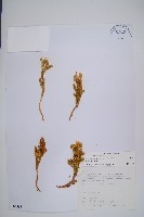 藏品(玉柏)的圖片