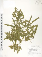 藏品(海金沙)的圖片