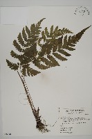 藏品(薄葉擬肋毛蕨)的圖片