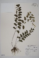 藏品(半月形鐵線蕨)的圖片