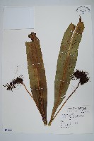 藏品(大星蕨)的圖片