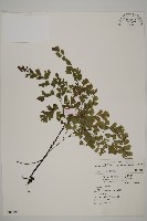 藏品(鐵線蕨)的圖片