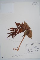 藏品(全緣貫眾蕨)的圖片