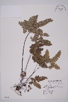 藏品(扇葉鐵線蕨)的圖片