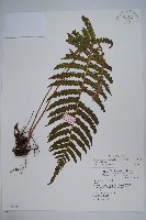 藏品(密毛毛蕨)的圖片