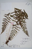 藏品(密腺副金星蕨)的圖片