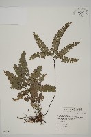 藏品(扇葉鐵線蕨)的圖片