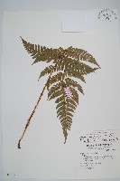 藏品(闊鱗鱗毛蕨)的圖片