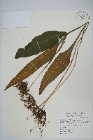 藏品(萊氏線蕨)的圖片