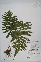 藏品(密毛毛蕨)的圖片