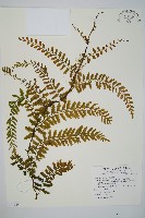 藏品(瓶蕨)的圖片