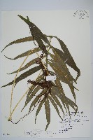 藏品(大線蕨)的圖片