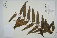 藏品(長葉腎蕨)的圖片