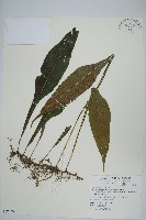 藏品(萊氏線蕨)的圖片