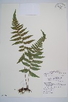 藏品(東洋蹄蓋蕨)的圖片