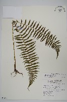 藏品(縮羽副金星蕨)的圖片