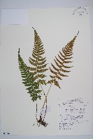 藏品(東洋蹄蓋蕨)的圖片