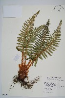 藏品(尖葉耳蕨)的圖片