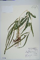 藏品(日本鳳尾蕨)的圖片