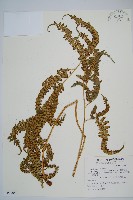 藏品(斜方複葉耳蕨)的圖片